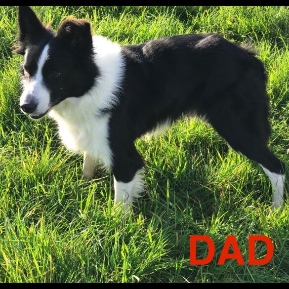 Border Collie - Both