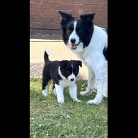 Border Collie - Both