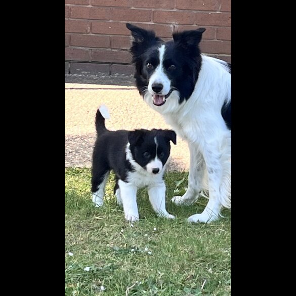 Border Collie - Both