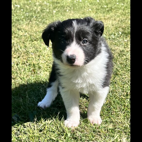 Border Collie - Both