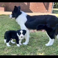Border Collie - Both