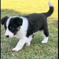 Border Collie - Both