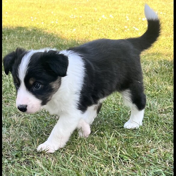 Border Collie - Both