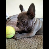 French Bulldog - Both