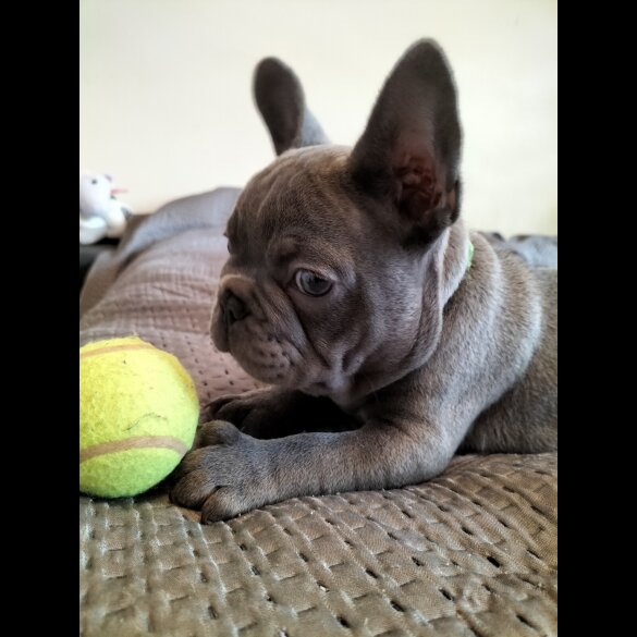 French Bulldog - Both