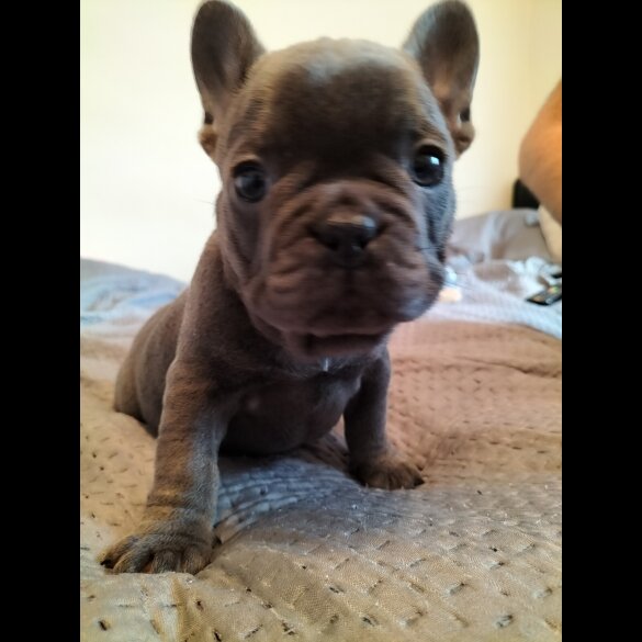 French Bulldog - Both