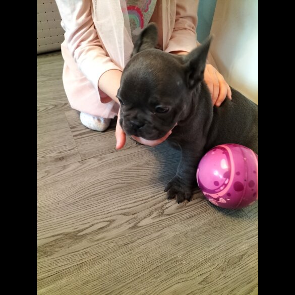 French Bulldog - Both