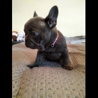 French Bulldog - Both