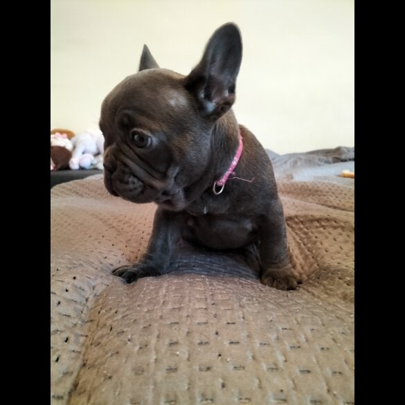 French Bulldog - Both