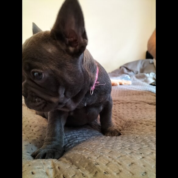 French Bulldog - Both
