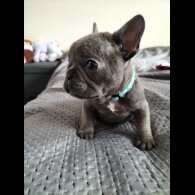 French Bulldog - Both