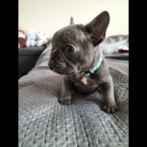 French Bulldog - Both