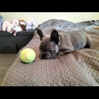 French Bulldog - Both