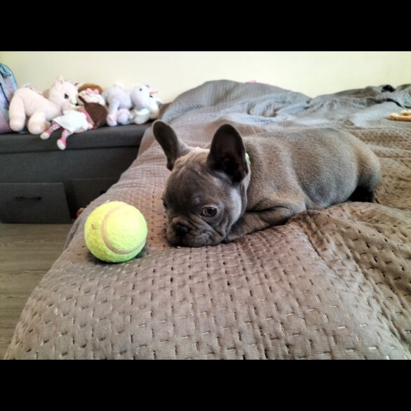 French Bulldog - Both
