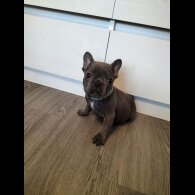French Bulldog - Both