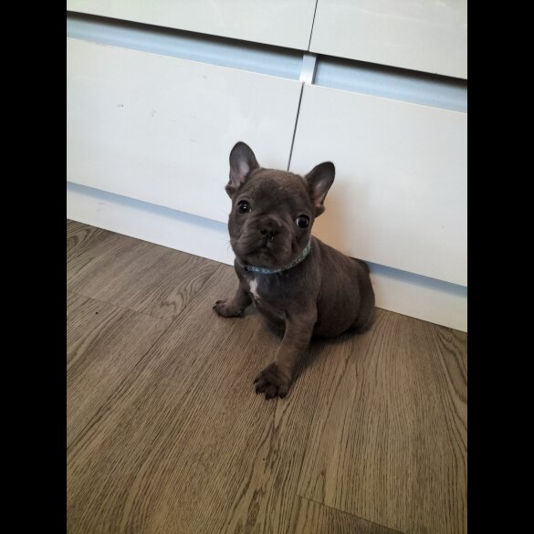 French Bulldog - Both