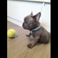 French Bulldog - Both