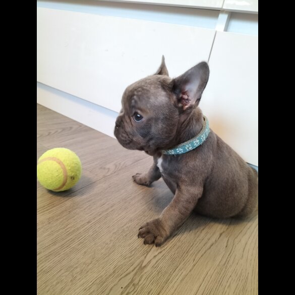 French Bulldog - Both