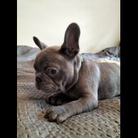 French Bulldog - Both