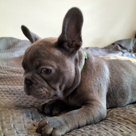 French Bulldog - Both