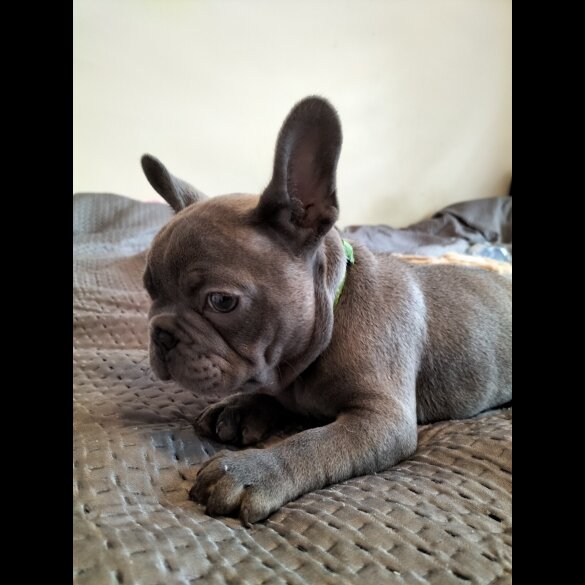 French Bulldog - Both