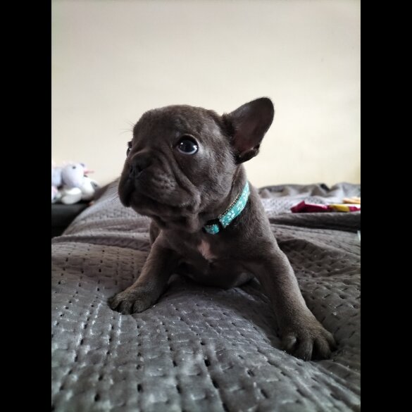 French Bulldog - Both