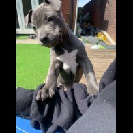 Staffordshire Bull Terrier - Both