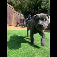 Staffordshire Bull Terrier - Both