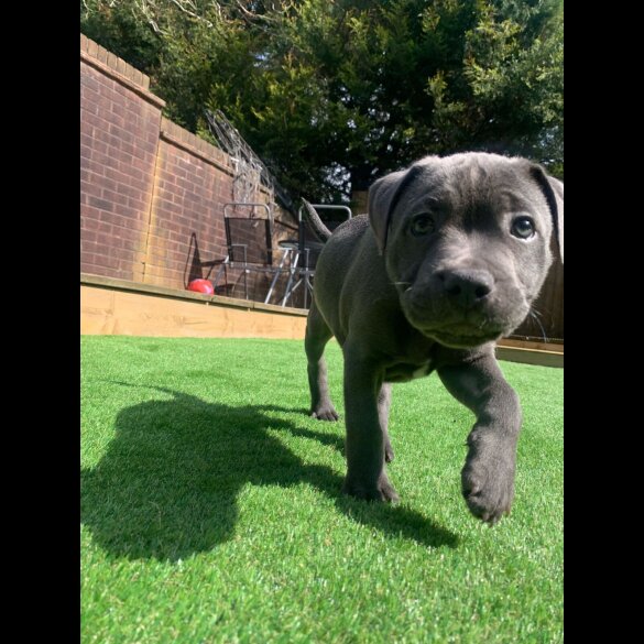 Staffordshire Bull Terrier - Both