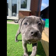 Staffordshire Bull Terrier - Both