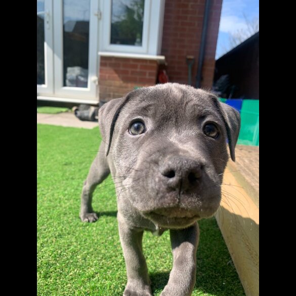 Staffordshire Bull Terrier - Both