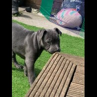 Staffordshire Bull Terrier - Both