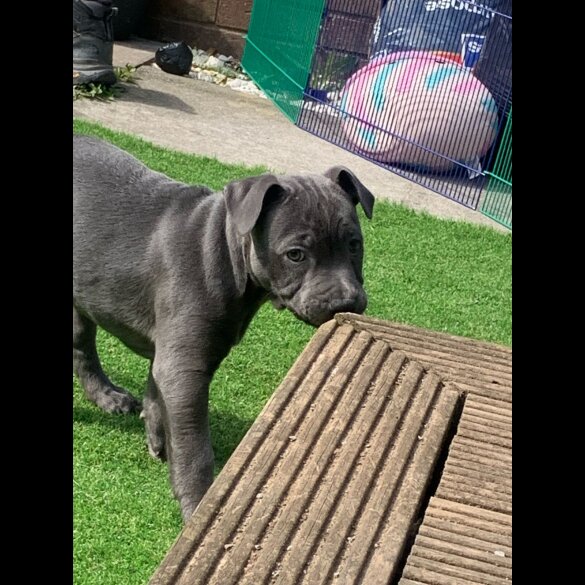 Staffordshire Bull Terrier - Both