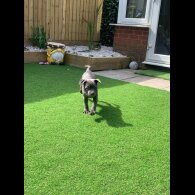 Staffordshire Bull Terrier - Both
