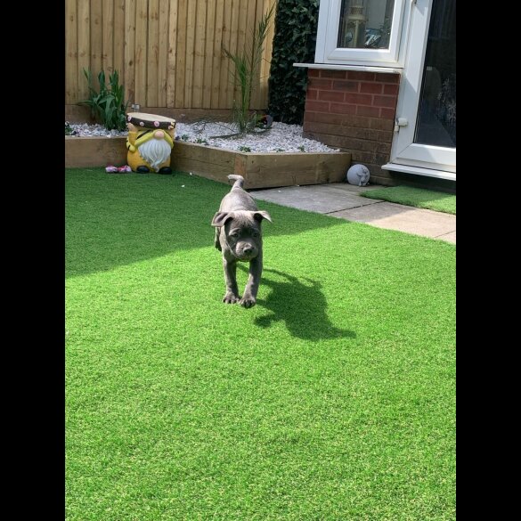 Staffordshire Bull Terrier - Both