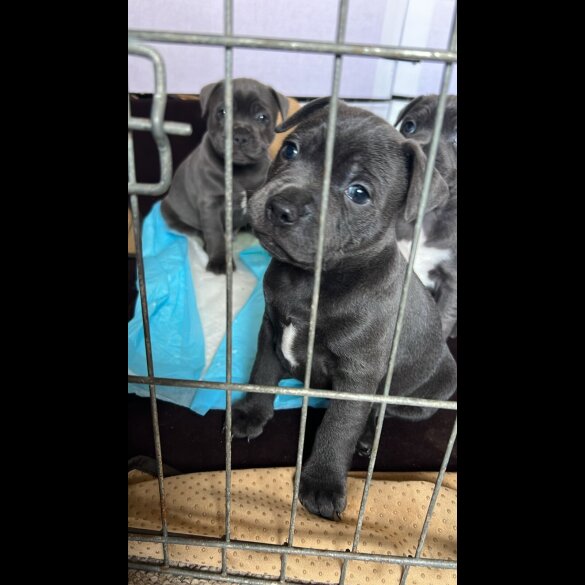Staffordshire Bull Terrier - Both