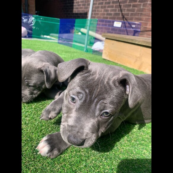 Staffordshire Bull Terrier - Both
