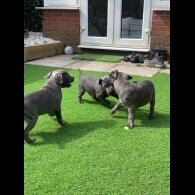 Staffordshire Bull Terrier - Both
