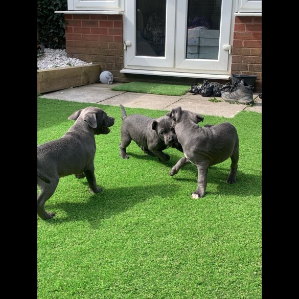 Staffordshire Bull Terrier - Both