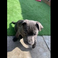 Staffordshire Bull Terrier - Both
