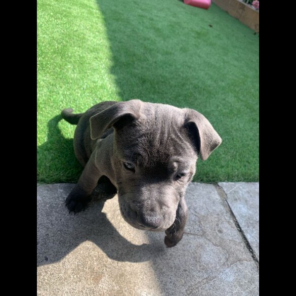 Staffordshire Bull Terrier - Both