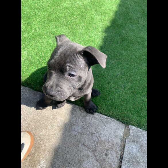 Staffordshire Bull Terrier - Both