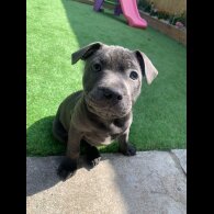 Staffordshire Bull Terrier - Both