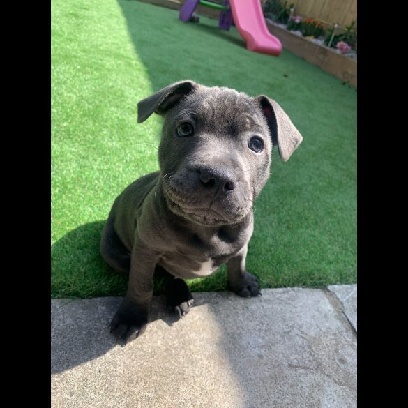 Staffordshire Bull Terrier - Both