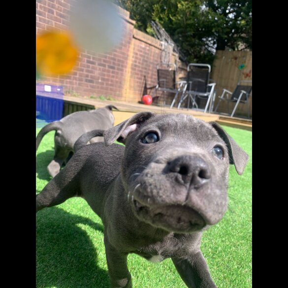 Staffordshire Bull Terrier - Both