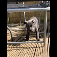 Staffordshire Bull Terrier - Both