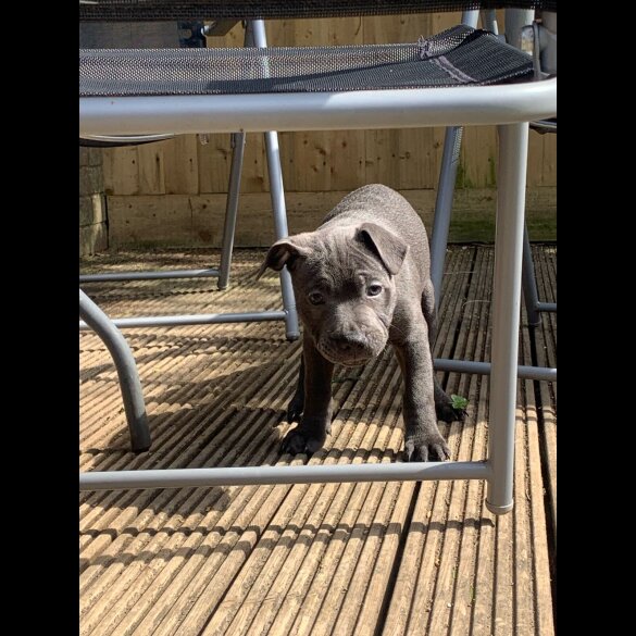 Staffordshire Bull Terrier - Both