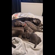 Staffordshire Bull Terrier - Both