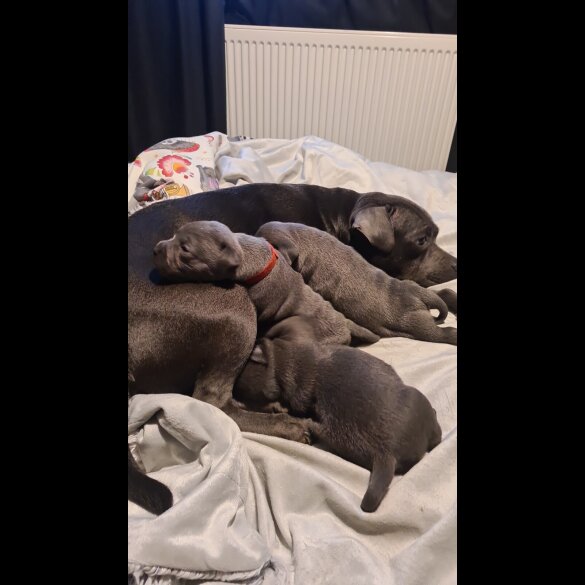 Staffordshire Bull Terrier - Both