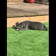 Staffordshire Bull Terrier - Both
